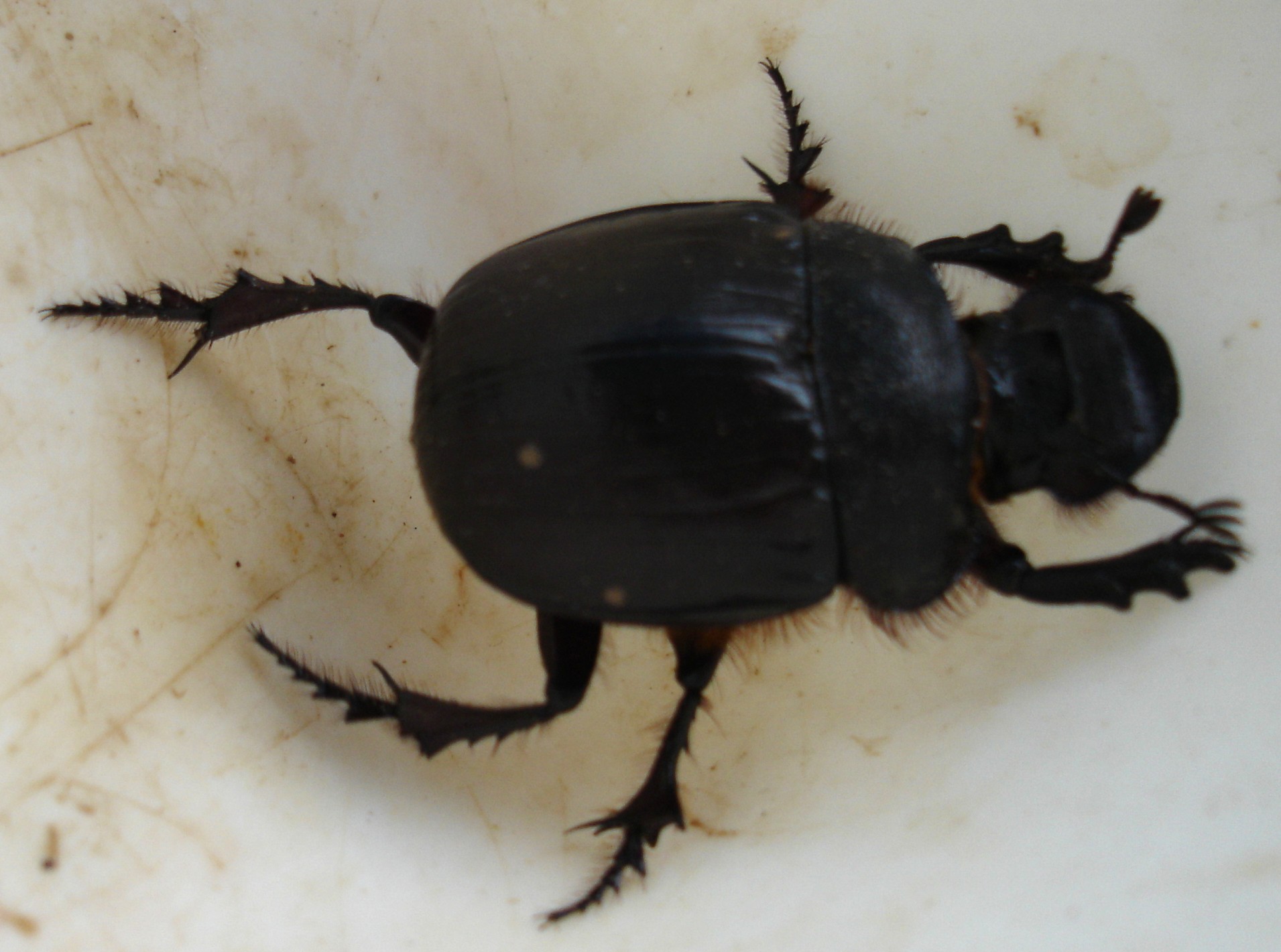 Large Black Beetle 90